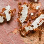 ant-semut-pest-control-cv-evilla