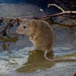 Jasa pembasmi tikus Cv Evilla