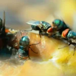 jasa-pembasmi-lalat-cv-evilla