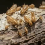 rayap-pohon-cv-evilla