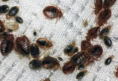 Kutu busuk-Kutu Kasur